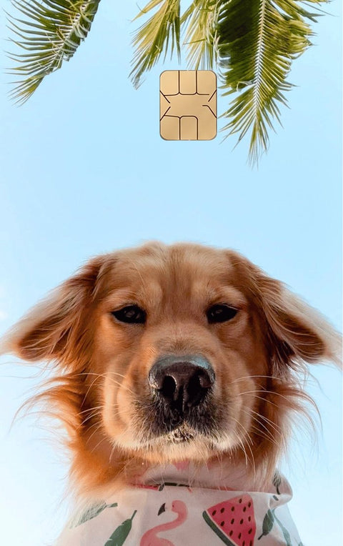 Card sticker with a golden retriever under palm trees